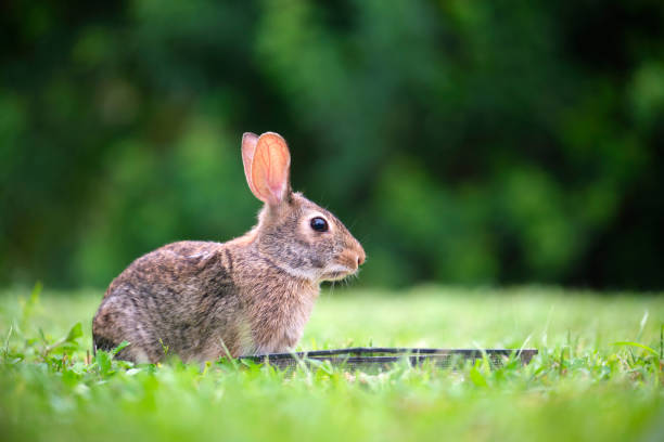 grey small hare eating grass on summer field. wild rabbit in nature - rabbit hunting imagens e fotografias de stock