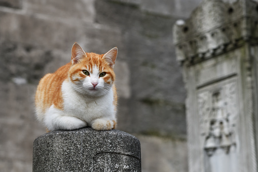 Turkish stray cat on ancient column near Topkapi palace in Istanbul. Turkey