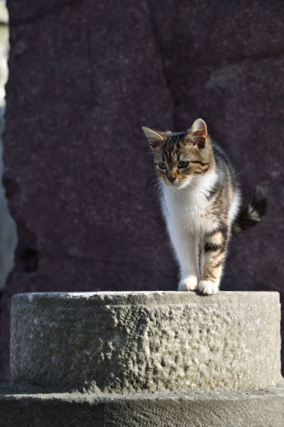 Turkish stray cat on ancient column near Topkapi palace in Istanbul. Turkey