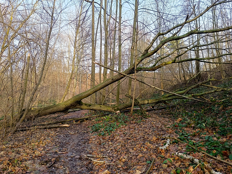 Hiking trail in the forest closed due to wind break