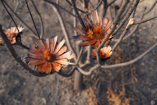 Fire damaged Protea Flowers in Cape Town South Africa