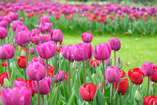 istock Purple Triumph Tulip 'Negrita' in flower. 1917083458