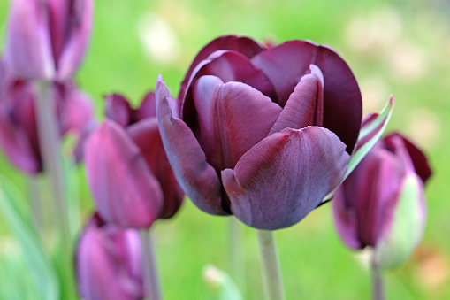 Purple and white  Tulip flowers