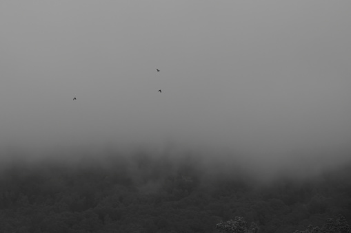 Birds flying in front of fog covered trees in the Blue Ridge Mountains.