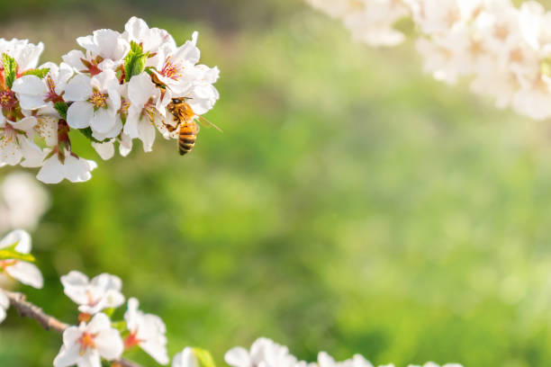 istock Spring nature background. Striped bee drinks nectar on white flowers on the blossoming Cherry tree branches on sunny day, springtime, bumblebee at flowering fruit plant close up. Copy space. 1917103574