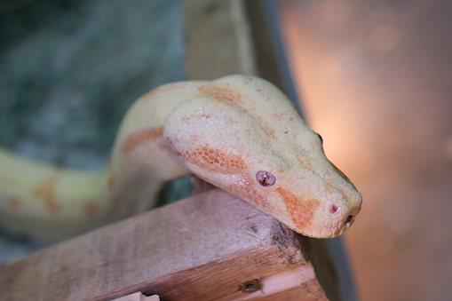 Close up of Golden Thai Python, focus at eyes. High quality photo