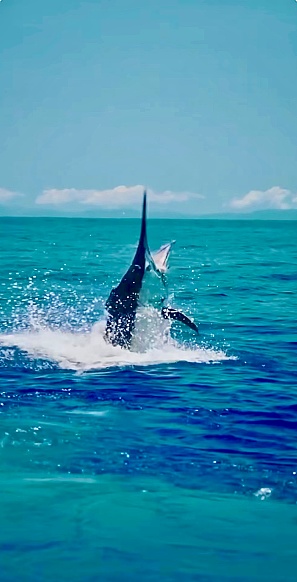 Blue Marlin trying to shake the hook