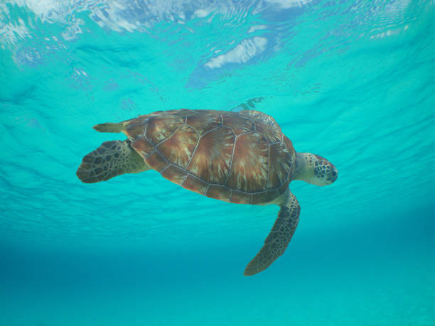 istock green sea turtle in the crystal clear waters 1917126723