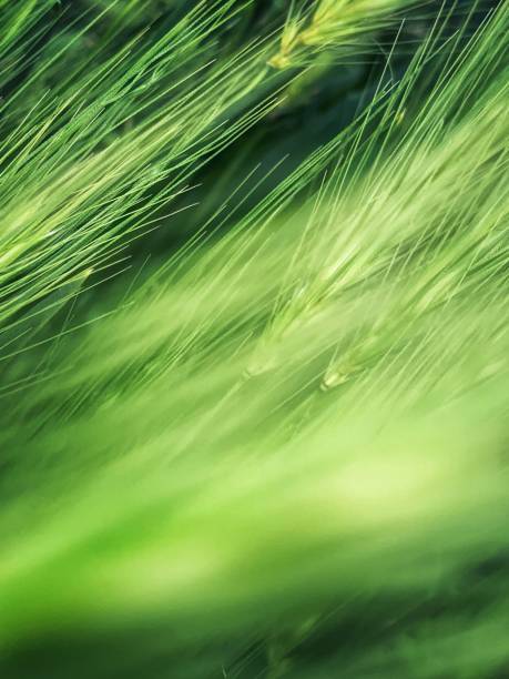 unripe ears of wheat