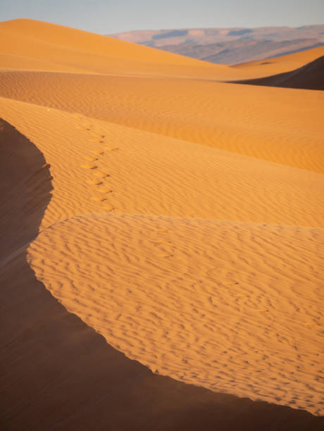 istock Dunes in Zagora province, Morocco, during sunset - Portrait 1917131465
