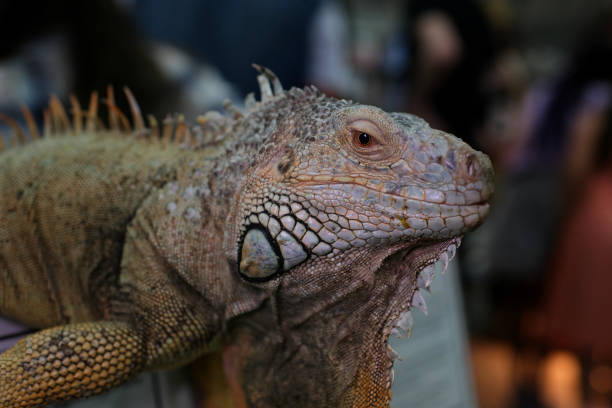istock Big green iguana in terrarium 1917139486