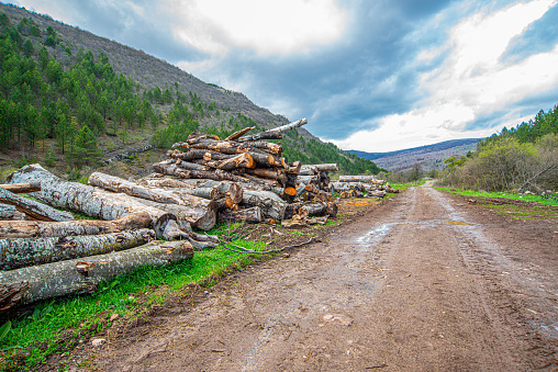 Wood piles near the muddy mountain road on Stara Planina, Serbia
