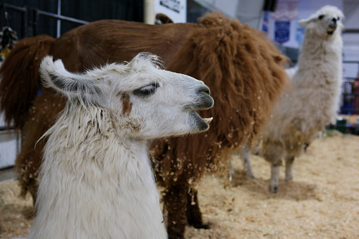 The little camels that are loved all over the world Alpacas. High quality