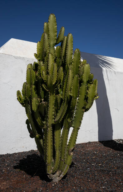 istock Euphorbia cactus plant, Canary Islands 1917154360
