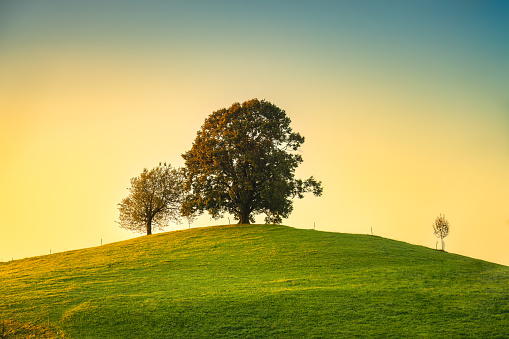 Picturesque scenic of sunrise over lonely tree on hill in rural scene at Hirzel, Switzerland