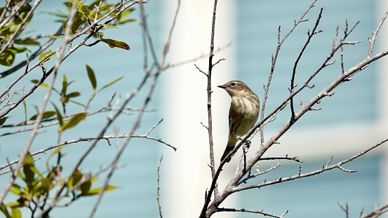 Yellow-rumped warbler perched on a tree branch in the afternoon sunlight at Shelter Cove on Hilton Head Island.
