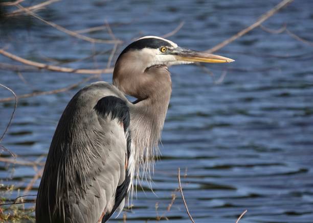 istock Great Blue Heron at the water’s edge 1917156565