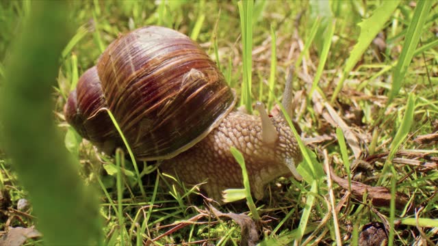 Snail showing the horns stock video