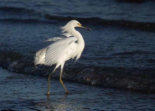 snowy egret in the morning light - wading snowy egret egret bird foto e immagini stock