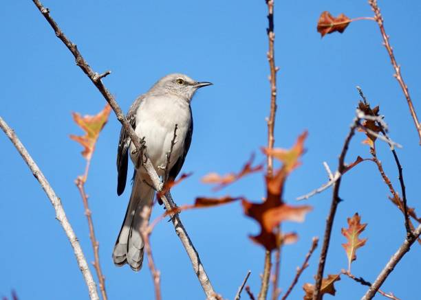istock Northern Mockingbird Portrait 1917167180