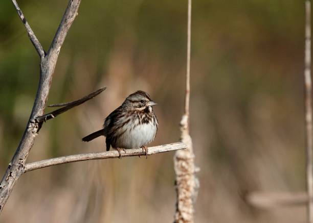 istock Song Sparrow Portrait 1917173044