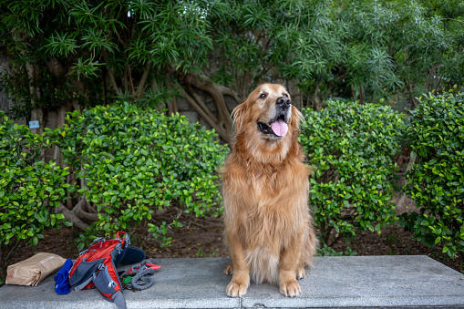 A golden retriever stands on the steps of the park