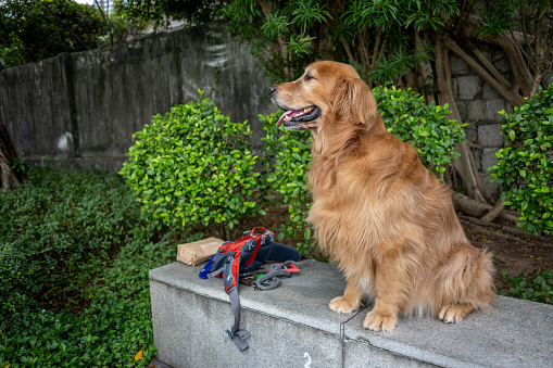 A golden retriever stands on the steps of the park