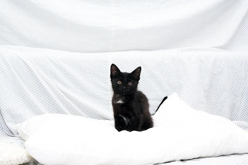 Small black kitten on white pillow in bed