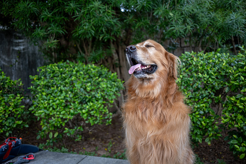 A golden haired dog with its tongue sticking out stands on the steps