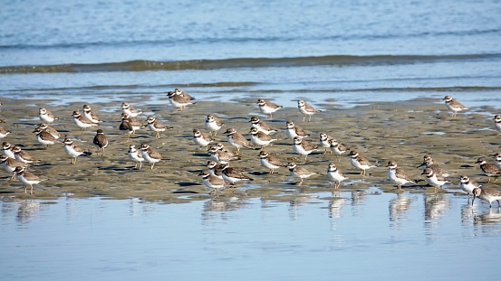 Semipalmated plover flock in the sand near a tidal pool during low tide in the morning sunlight at Fish Haul Beach Park on Hilton Head Island.