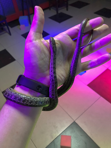 Man's hand with a snake on the background of neon lights.