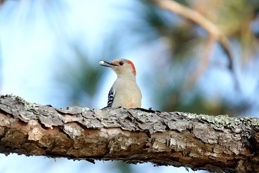 Red-bellied woodpecker perched on a tree branch with a seed in it’s beak in the morning hours at Pinckney Island near Hilton Head Island.