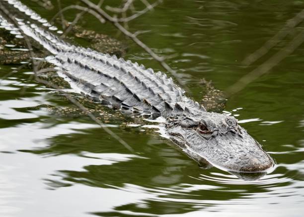 istock American Alligator in the Water 1917182459