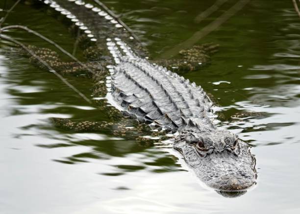istock American Alligator in the Water 1917182461