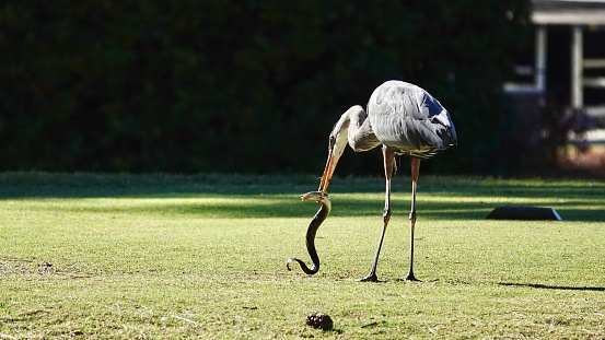 Great blue heron with it’s catch of a fresh water eel standing in the tee box on a golf course on Hilton Head Island.