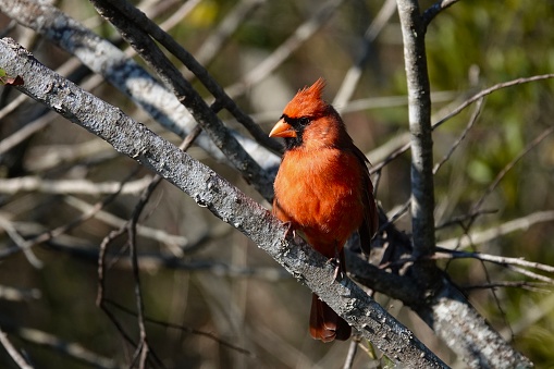 Male Northern Cardinal perched on a tree branch in the morning sunlight on Hilton Head Island.