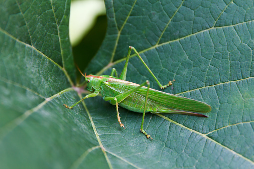 Great green cricket, Tettigonia viridissima, adult female or imago on green big leaf in summer, close up. Focus on cricket