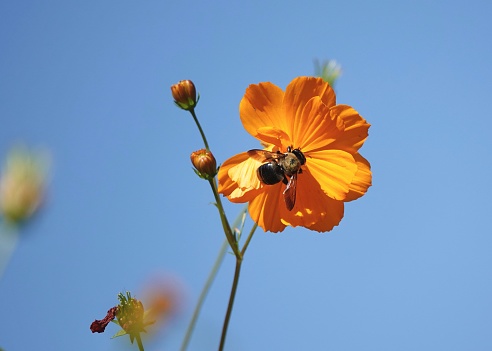 Bee gathering pollen and nectar in the bright morning sunlight on an orange wildflower with clear blue skies providing the background at Jarvis Creek Park on Hilton Head Island.