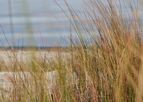 Close up shot of the grasses at Fish Haul Beach Park on Hilton Head Island.