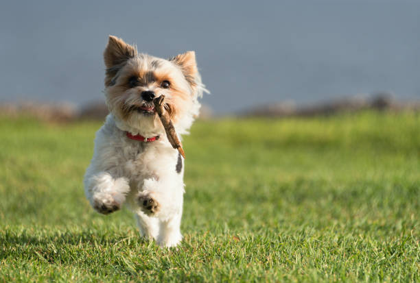 Happy Biewer Yorkshire Terrier dog running in the grass with stick toy for dogs outdoors on a sunny day. Funny puppy playing with dog toy
