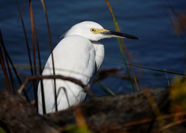Snowy egret in the morning sunlight at Shelter Cove Park on Hilton Head Island.