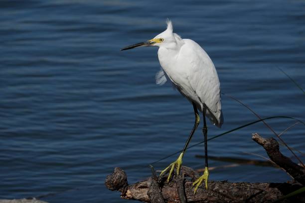 istock Portrait of a Snowy Egret 1917188306