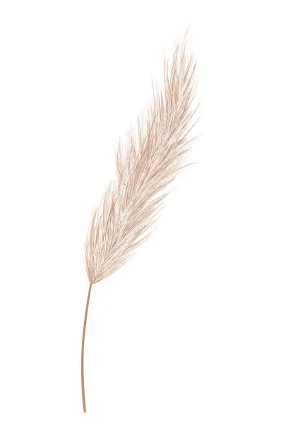 Vector illustration of Pampas grass branches. Dry feathery head plumes, used in flower arrangements, ornamental displays, interior decoration, fabric print, wallpaper, wedding card. Golden ornament element in boho style