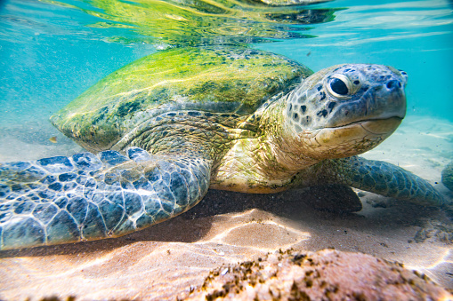 A green sea turtle swimming in the ocean. The turtle is swimming near the surface of the water, with its head and front flippers visible. The turtle’s shell is brown and covered in algae. The water is clear and blue, with rocks and coral visible on the ocean floor.