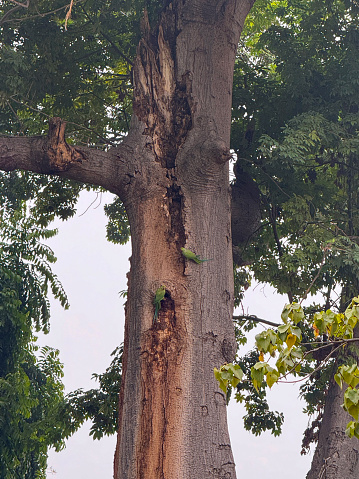 Stock photo showing pair of ring-necked parakeets (Psittacula krameri) perched outside cavity in tree trunk.