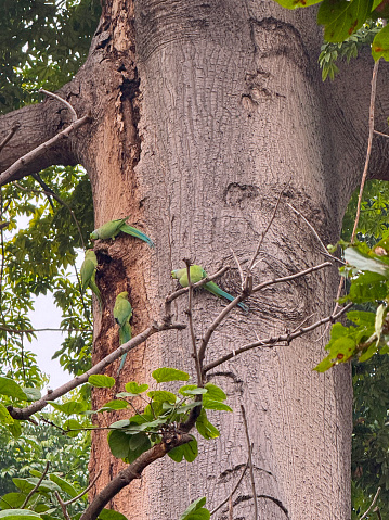 Stock photo showing close-up view of two pair of ring-necked parakeets (Psittacula krameri) perched outside cavities and holes in tree trunk.