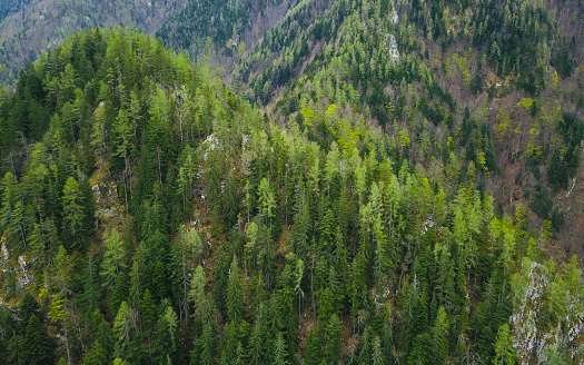 Aerial drone view above a mountain peak. The mountain crest is populated with wild woodlands consisting of coniferous and beech trees. Springtime, the beech trees are blooming green. Carpathia.