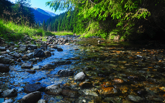 A small creek surrounded by a spruce forest in a sunny summer day. Several mountain peaks can be seen in the background. Carpathia, Romania - Parang Mountains.