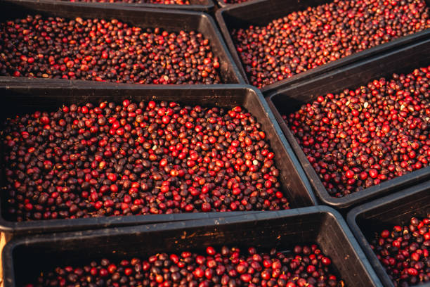 istock red cherry coffee beans In the basket drying 1917209772