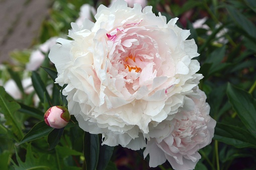 Large fluffy peony flower with white and light pink petals. Summer natural floral background.